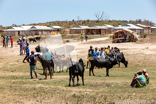 Image of Zebu bulls and cows are being traded at a market in Belo Sur Tsiribihina, Madagascar.