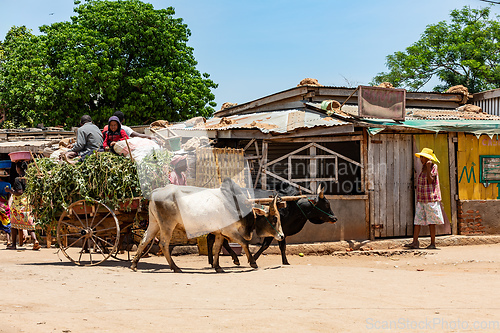 Image of Cart drawn by a zebu on the street. Belo Sur Tsiribihina, Madagascar