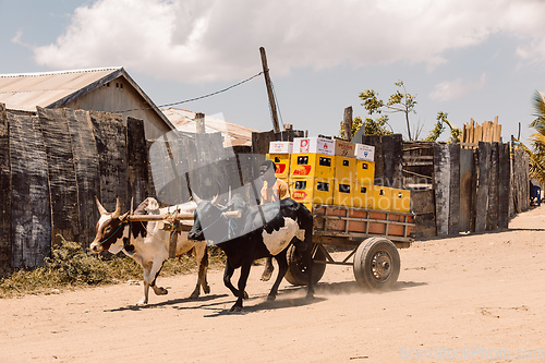 Image of A zebu cart carries malagasy beer on a dusty road on a hot day. Belo Sur Tsiribihina, Madagascar