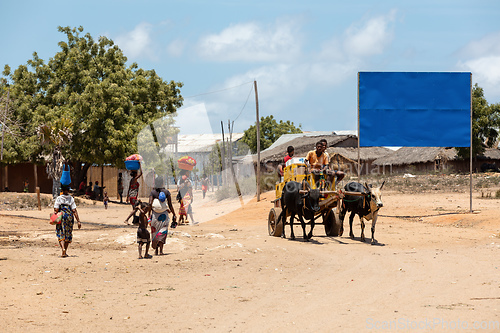 Image of A zebu cart carries malagasy beer on a dusty road on a hot day. Belo Sur Tsiribihina, Madagascar