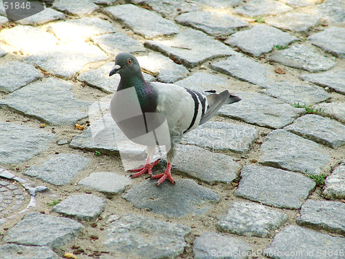 Image of pigeon