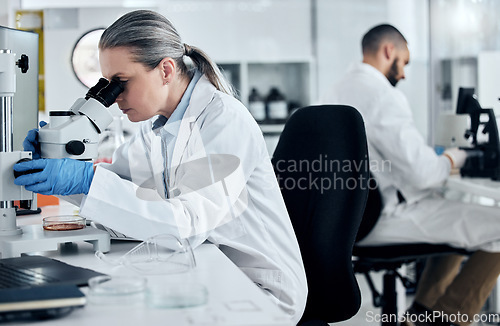Image of Laboratory woman, microscope or medical research of covid sample, cancer biopsy or DNA engineering analytics. Mature scientist with science equipment, healthcare innovation or insurance medicine idea