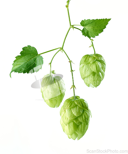 Image of hop plant isolated