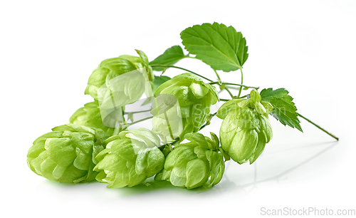 Image of hop plant isolated