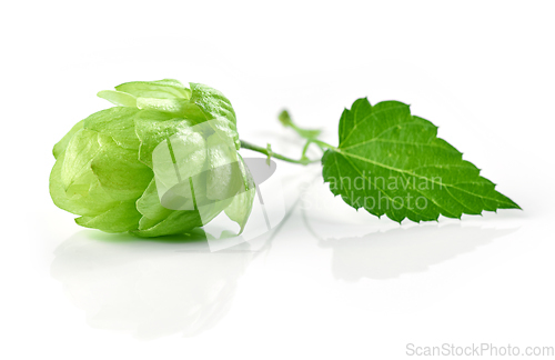 Image of hop plant isolated