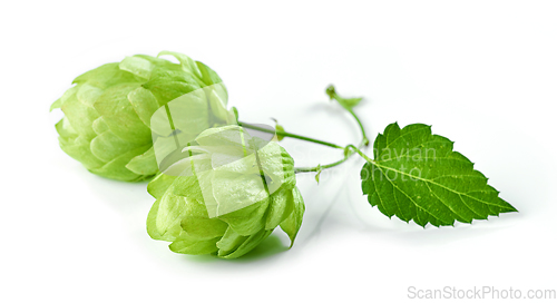 Image of hop plant isolated