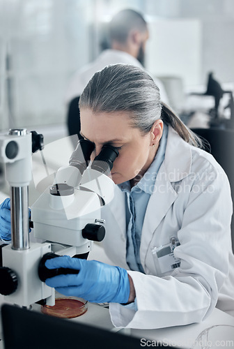 Image of Science, research and microscope with woman in laboratory working on medical, vaccine and pharmacy development. Innovation, healthcare and medicine investigation with senior expert scientist