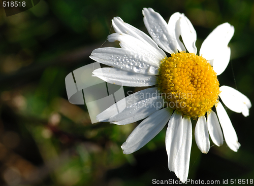 Image of Camomile