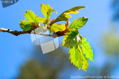 Image of Fresh leaves