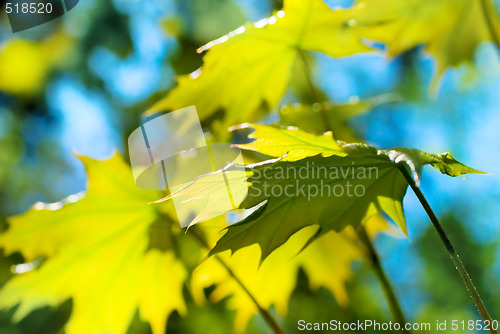 Image of Fresh leaves