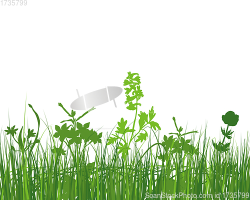 Image of Green Grass Meadow