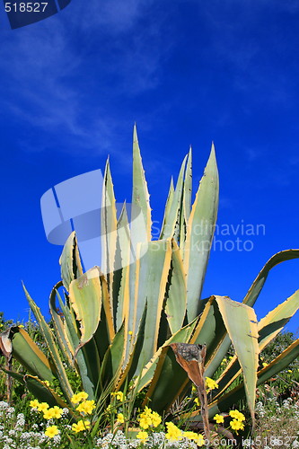Image of Agave Plant