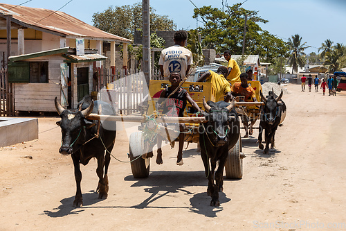 Image of A zebu cart carries malagasy beer on a dusty road on a hot day. Belo Sur Tsiribihina, Madagascar