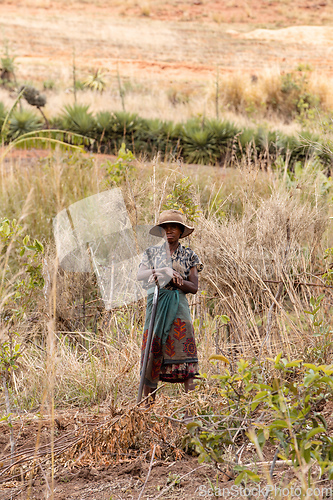 Image of Woman farmer works in a field. Andringitra mountain, Madagascar