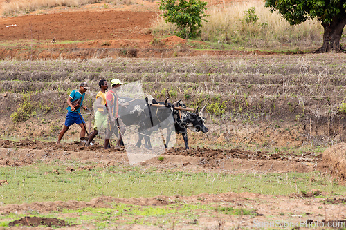 Image of A farmer cultivates a field with the help of zebu cattle, which have been used for agriculture in Madagascar for centuries.