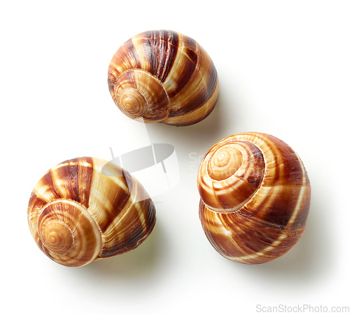 Image of escargot snail on white background