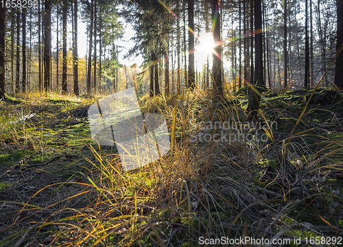 Image of sunny evening forest