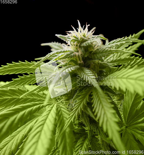 Image of flowering cannabis plant