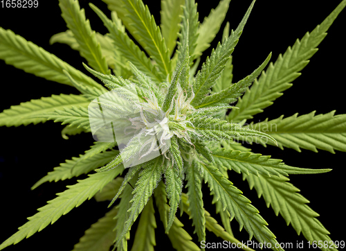 Image of flowering cannabis plant