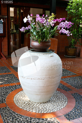 Image of Orchids