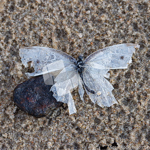 Image of dead butterfly with broken wings