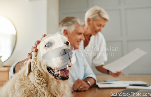 Image of Senior, elderly couple and dog pet of people in a home looking at contracts and documents. Happiness of a man, woman and animal in retirement looking at life insurance policy paperwork or document