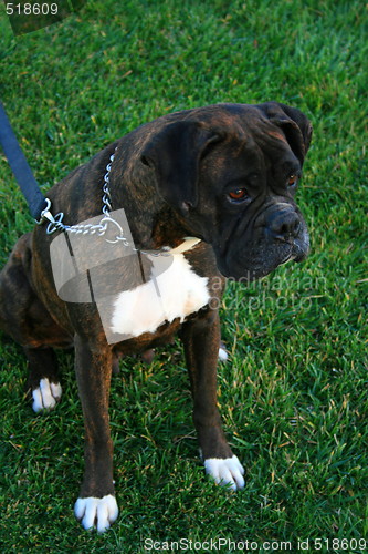 Image of Boxer Dog