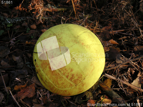 Image of yellow-ball