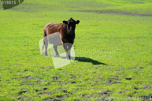 Image of Black Cow