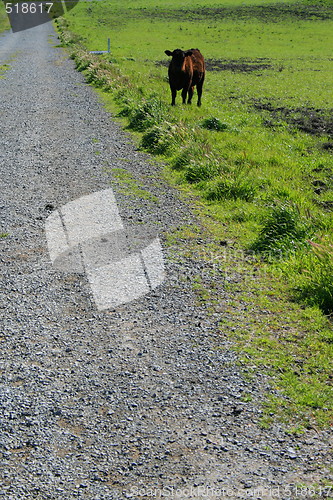 Image of Black Cow