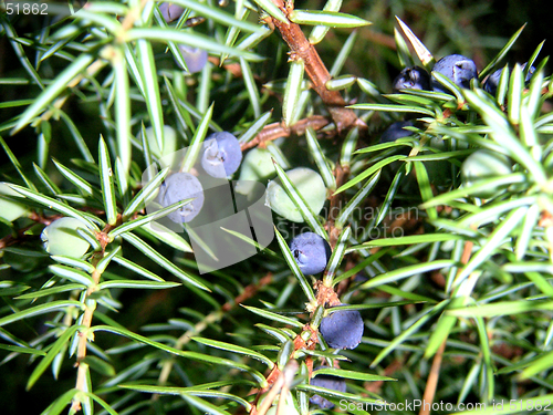 Image of juniper-berry