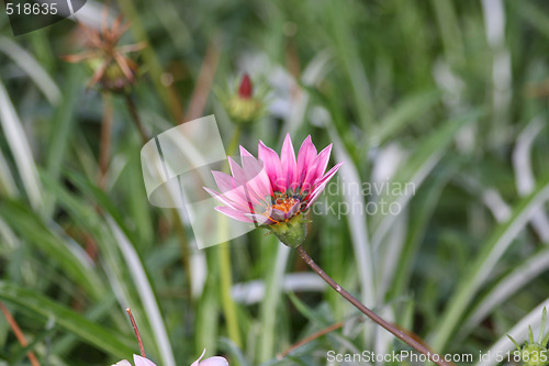 Image of Pink gazania