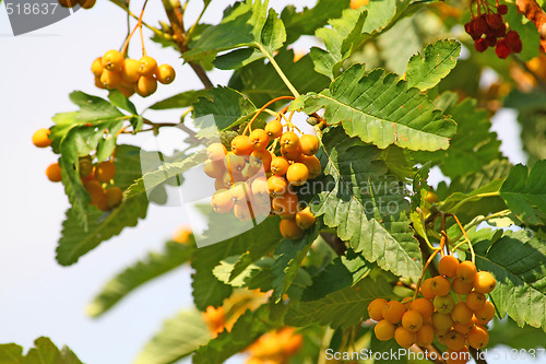 Image of Yellow rowan