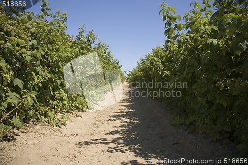 Image of U Pick Berry Farm