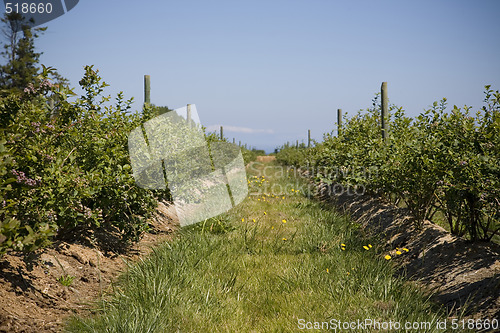 Image of U Pick Berry Farm