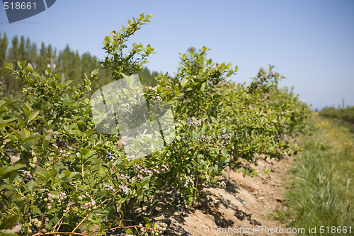 Image of U Pick Berry Farm