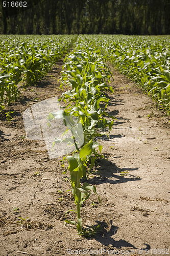 Image of Rows of Corn