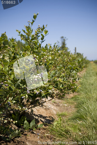 Image of Blueberries