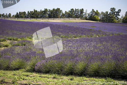 Image of Lavender Farm