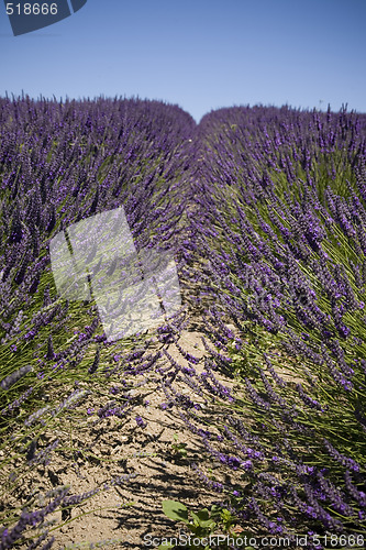 Image of Lavender Farm