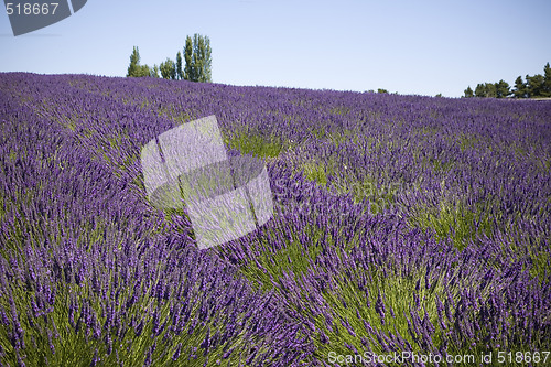 Image of Lavender Farm