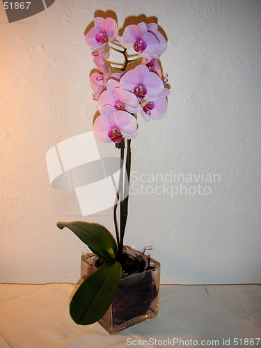 Image of orchid