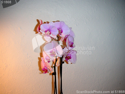 Image of orchid