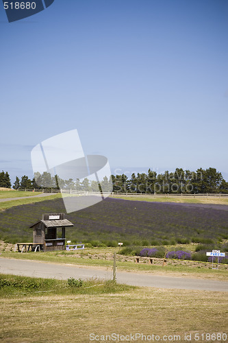 Image of Lavender Farm