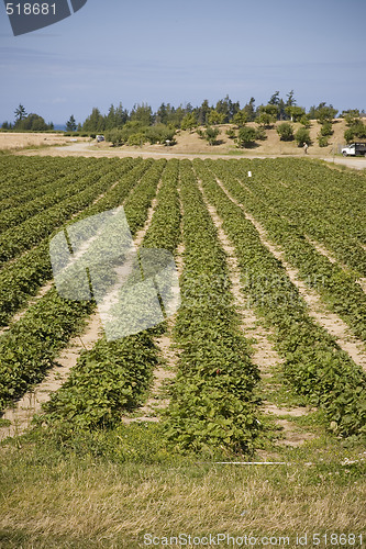 Image of Strawberry Field