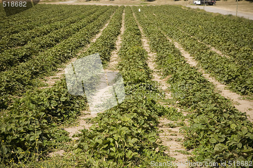 Image of Strawberry Field