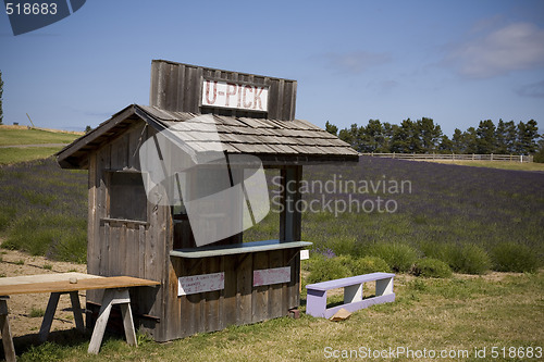 Image of Lavender Farm