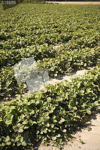 Image of Strawberry Field