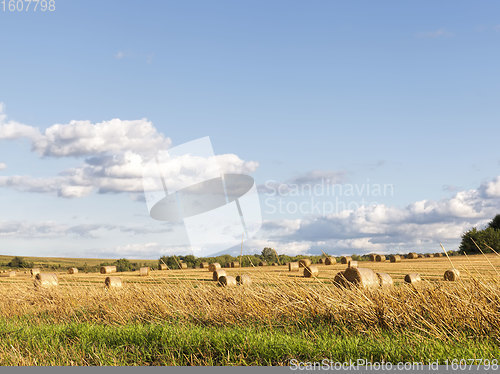 Image of an agricultural field