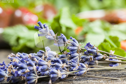 Image of plants on the kitchen table